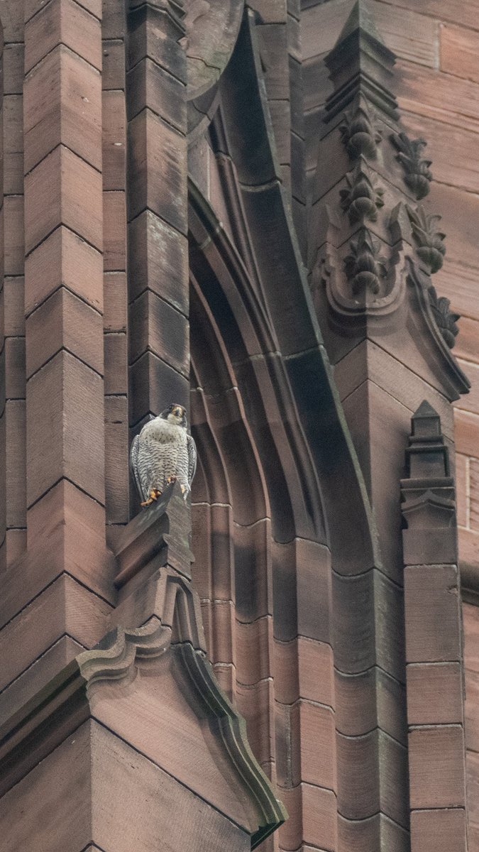 Liverpool Vista tweet media