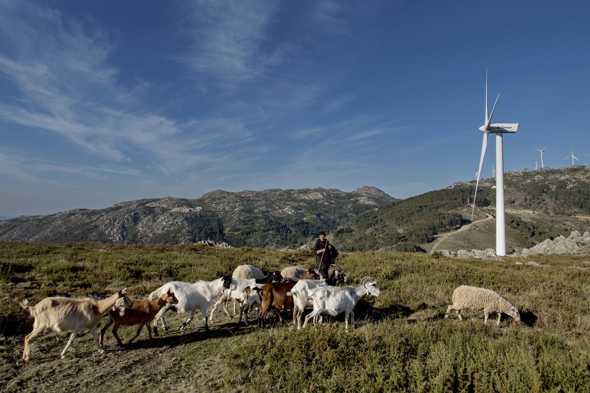 Iberdrola_En's tweet image. 🟢Green light to build the largest wind farm in Portugal, which will supply #renewableenergy for 128,000 families, with an output of 274 MW.
 
A hybrid scheme adding wind 🌬 to hydro power 💦
 
We continue to advance the global #energytransition!🗺💪
renews.biz/93870/