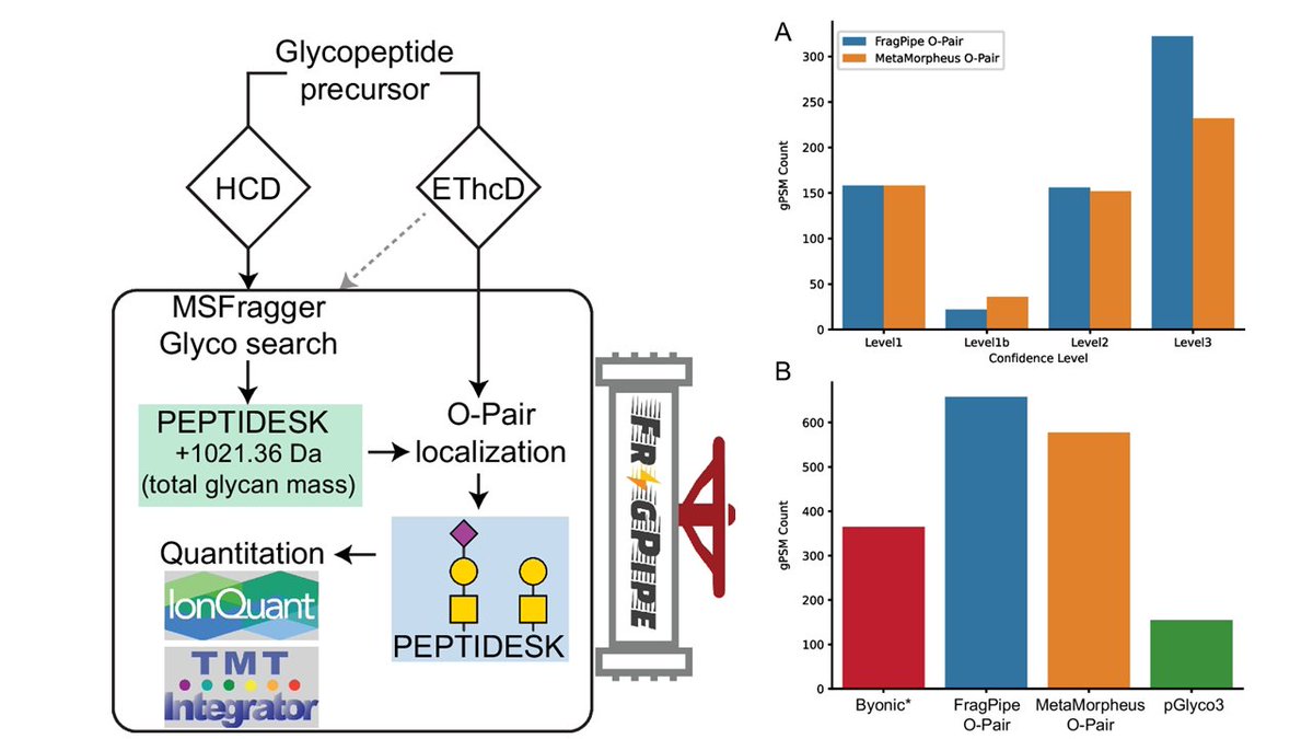 Alexey Nesvizhskii (@nesvilab) on Twitter photo Led by <a href="/DanPolasky/">Dan Polasky</a> and in collaboration with <a href="/Smith_Chem_Wisc/">MetaMorpheus @metamorpheus.bsky.social</a> lab, we improved #FragPipe for O-glycoproteomics analysis. It provides fast (#MSFragger-Glyco), proteome-wide, quantitative results (LFQ,TMT), and incorporates O-Pair for glycosite localization! link.springer.com/article/10.100… Led by <a href="/DanPolasky/">Dan Polasky</a> and in collaboration with <a href="/Smith_Chem_Wisc/">MetaMorpheus @metamorpheus.bsky.social</a> lab, we improved #FragPipe for O-glycoproteomics analysis. It provides fast (#MSFragger-Glyco), proteome-wide, quantitative results (LFQ,TMT), and incorporates O-Pair for glycosite localization! link.springer.com/article/10.100…