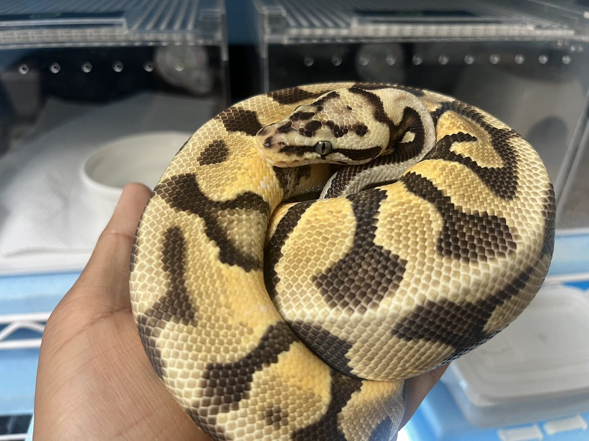 男前な面構え🐍

#ボールパイソン  #蛇好きと繋がりたい #爬虫類好きと繋がりたい