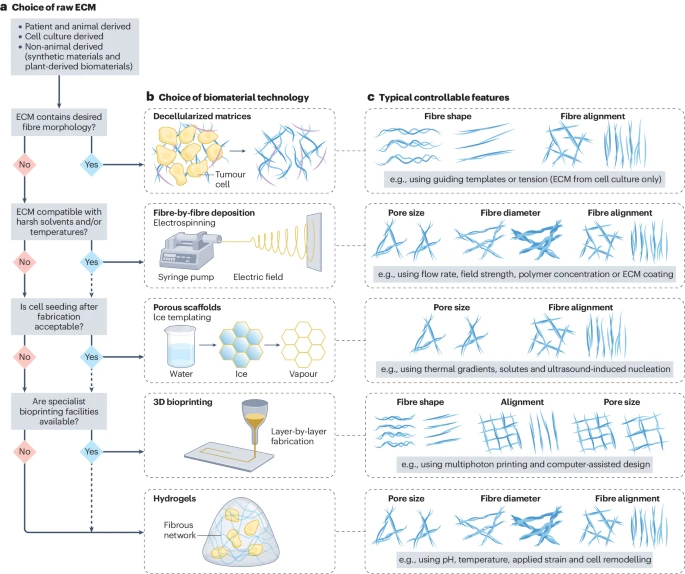 Current TME models often fail to replicate complex 3D tumour architecture. Now, <a href="/jenny_gels/">Dr Jennifer Ashworth</a> + <a href="/thomasrcox/">Thomas R. Cox</a> discuss current design &amp; fabrication challenges, and outline state-of-the-art biomaterial technologies useful for in vitro architecture modelling.  

bit.ly/4euUorW