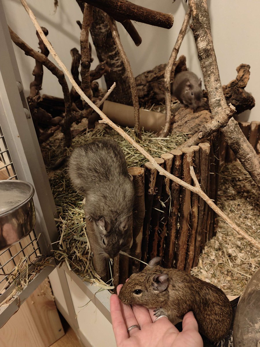 tactical_rat00's tweet image. pinned tweet!

hi! I'm Ju, 23 years old and live in Switzerland 🇨🇭

proper pet care advocate, wanna-be cosplayer, horse girl in denial, rodent enjoyer and into paleontology and archeology