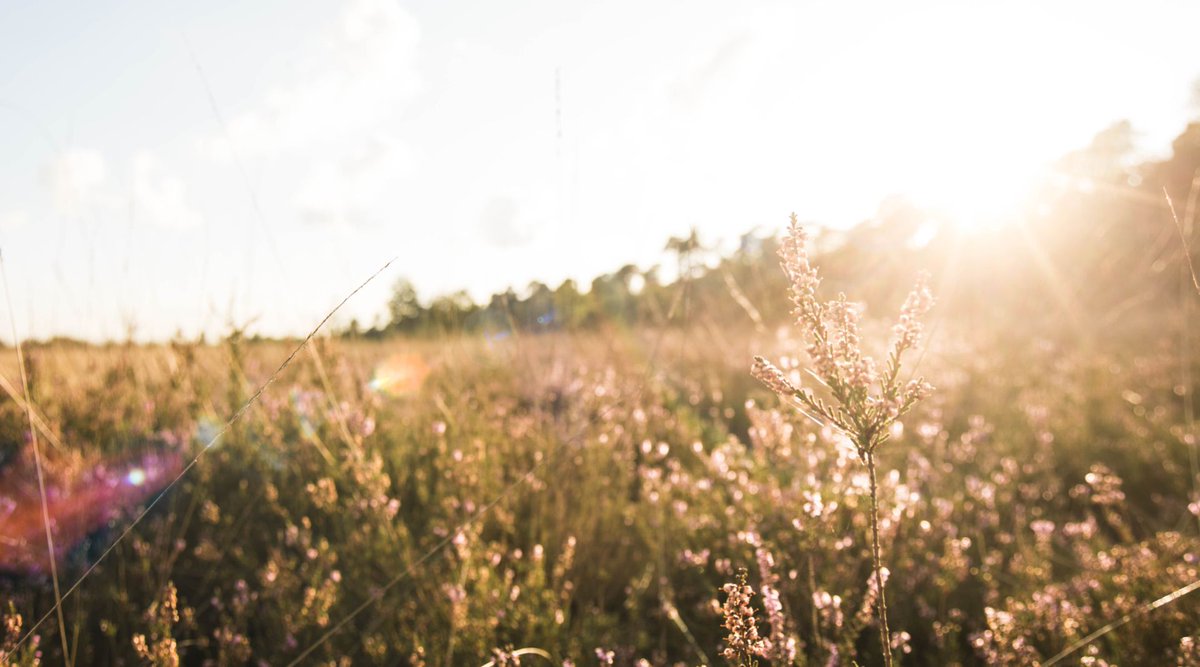 Toe aan relaxen? Laat de stress van het dagelijks leven achter je en kom tot rust in een van onze gezellige vakantiehuizen. Ontsnap naar de natuurlijke schoonheid van De Veluwe! #Ontspanning #Natuur #Vakantiehuis lorkenbos.nl