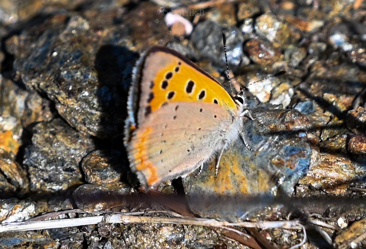 Woodpecker_cent's tweet photo. Kashmir Common Copper (Lycaena phlaeas baralacha) for #TitliTuesday.
Rajgarh, HP - April 2024.
#ThePhotoHour #natgeoyourshot #channel169 #naturephotography #biodiversity #insecttwitter #conservation #butterfliesofindia #Himalayas #NikonCreators #niffeature #nature #butterflylove https://t.co/o05SGu8EMX