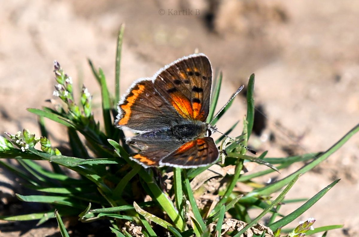 Woodpecker_cent's tweet photo. Kashmir Common Copper (Lycaena phlaeas baralacha) for #TitliTuesday.
Rajgarh, HP - April 2024.
#ThePhotoHour #natgeoyourshot #channel169 #naturephotography #biodiversity #insecttwitter #conservation #butterfliesofindia #Himalayas #NikonCreators #niffeature #nature #butterflylove https://t.co/o05SGu8EMX