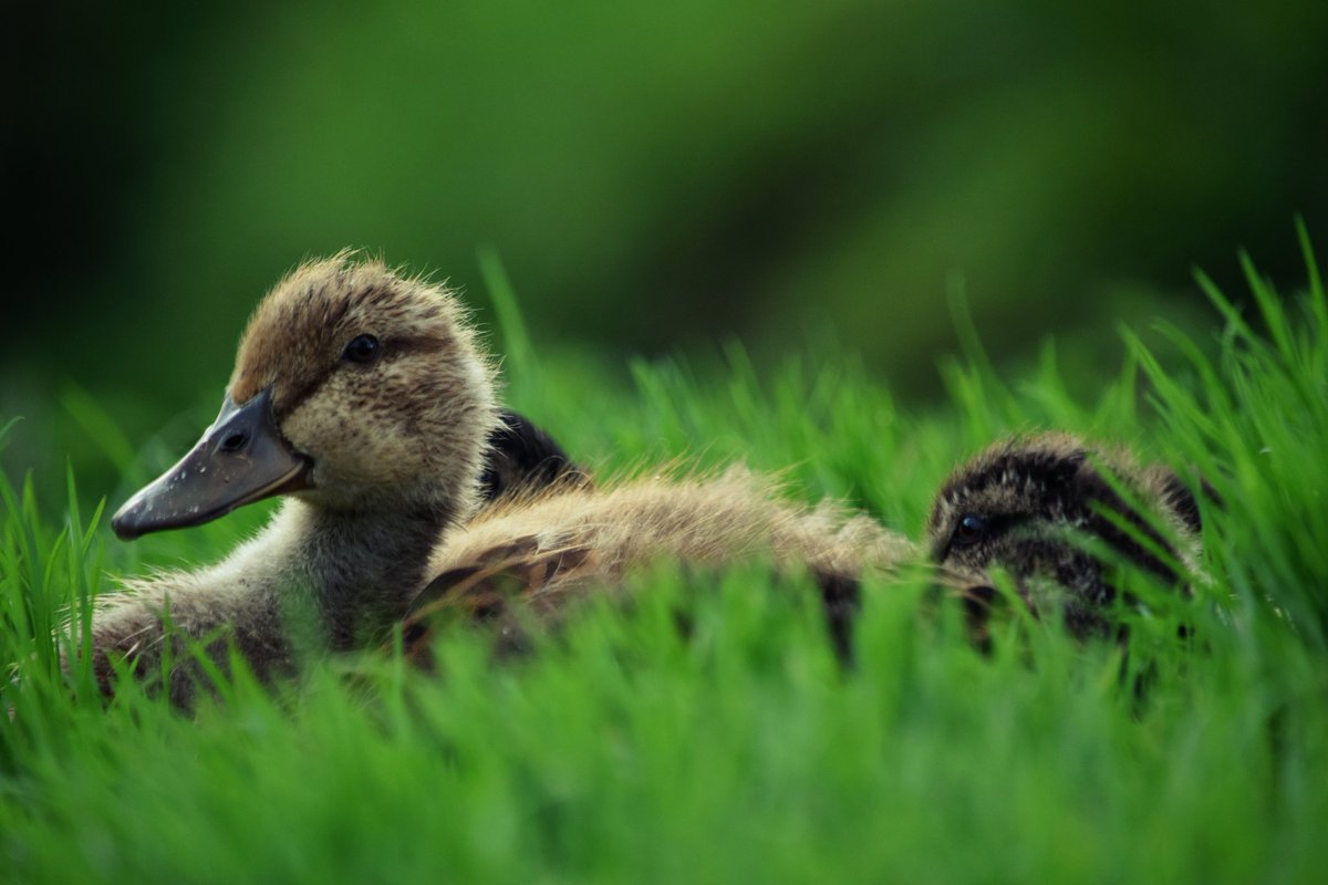 Zuriien's tweet photo. 🦆 https://t.co/9jYRDfwpt4