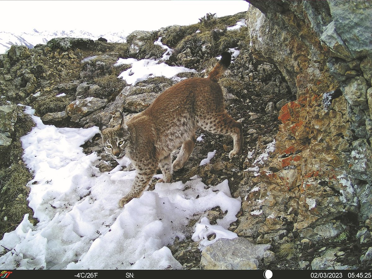 GreenCN2030's tweet image. Remote cameras in China's wilderness captivate millions online with rare glimpses of endangered species like snow leopards and lynxes. 🐾📸 These videos, shared widely on #Bilibili, not only raise awareness of wildlife conservation but also showcase the sheer joy and liberation…