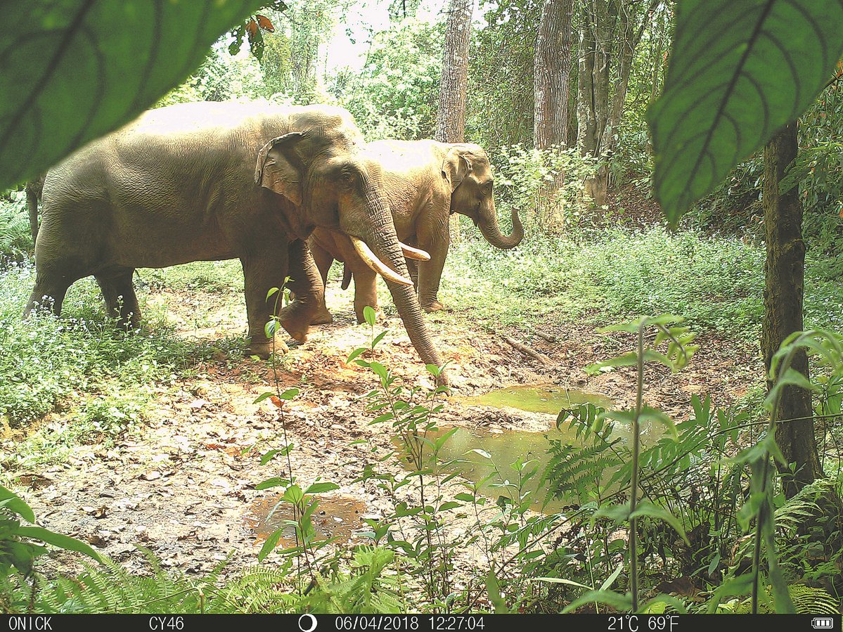 GreenCN2030's tweet image. Remote cameras in China's wilderness captivate millions online with rare glimpses of endangered species like snow leopards and lynxes. 🐾📸 These videos, shared widely on #Bilibili, not only raise awareness of wildlife conservation but also showcase the sheer joy and liberation…