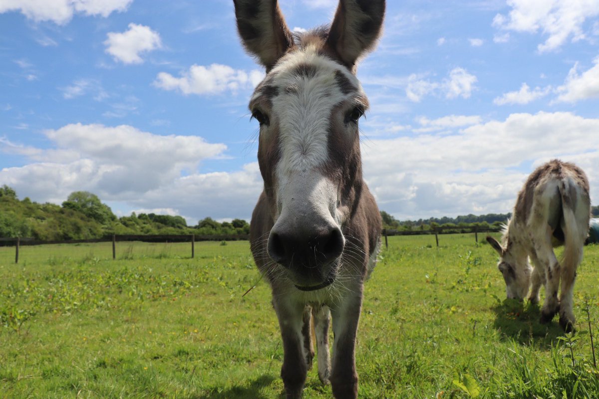 Farmily_buckets's tweet photo. Mr Blue Sky is back at the farm and while it means extra water rounds, it means more time in the fields for our animals too and Muffin is looking amazing and ready for it.
#caenhillcc #donkey #muffinthedonkey #summerready #farmlife #sunnyout #happydonkey https://t.co/qHjzdHdA2D