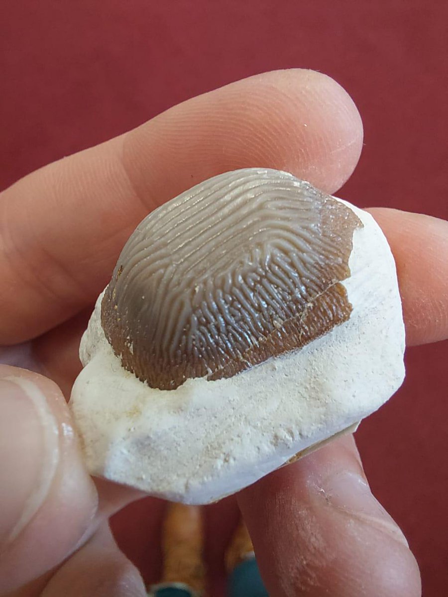Up for a little #fossil factual fun? What is this #fossil?

I was having a rummage through the #geology specimens and found this. I now know what it is, but I had to read the label and do a little online research. It was found in the UK in Cretaceous chalk.