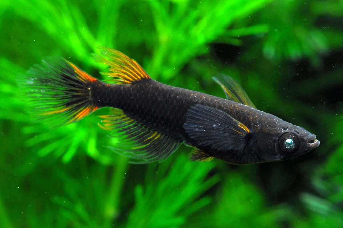 横浜めだかファクトリー on X