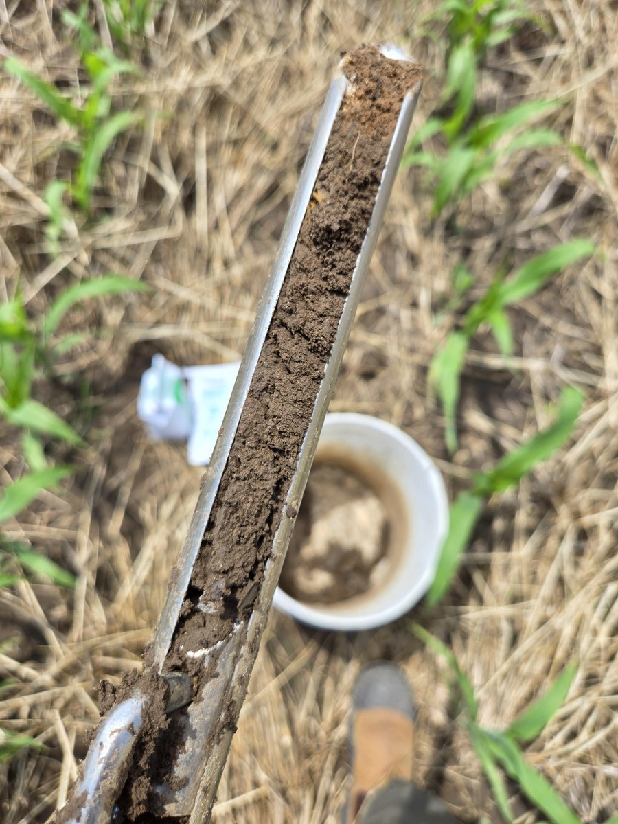 woodleighfarms's tweet photo. Soil sampling and nitrate testing - looking at plant available nitrogen with @EFAO2 and nitrogen release rate comparisons with a #plantgreen and #conventionalag @OntarioSoilCrop @FarmersClimate @SoilNetwork #soilforlife https://t.co/ZjCL73QTnz