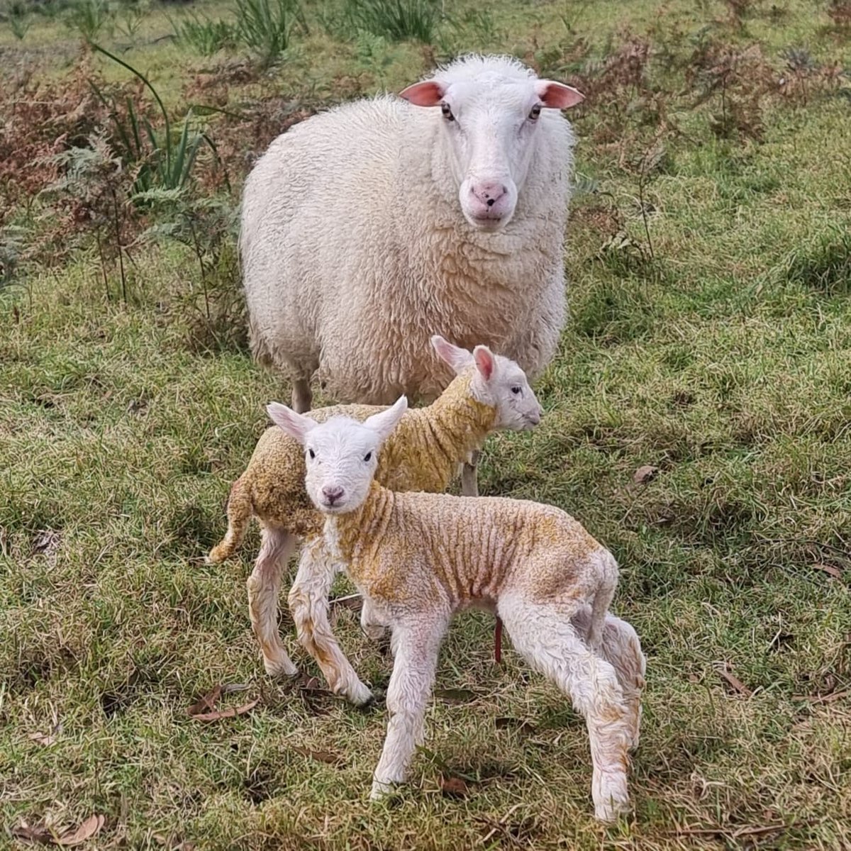 Mike Cains tweet media