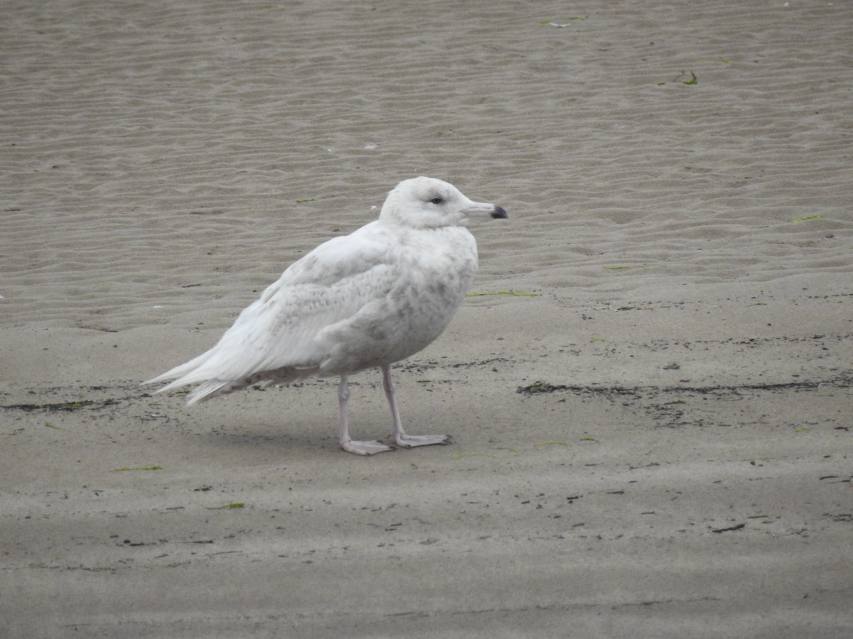 The Glaucous Gull that has been hanging about Coquet Island for a few months finally did the right thing and showed in Amble Harbour this morning. Not one I was expecting in June! but a very welcome addition for the patch year list. <a href="/NTBirdClub/">Northumberland & Tyneside Bird Club</a>