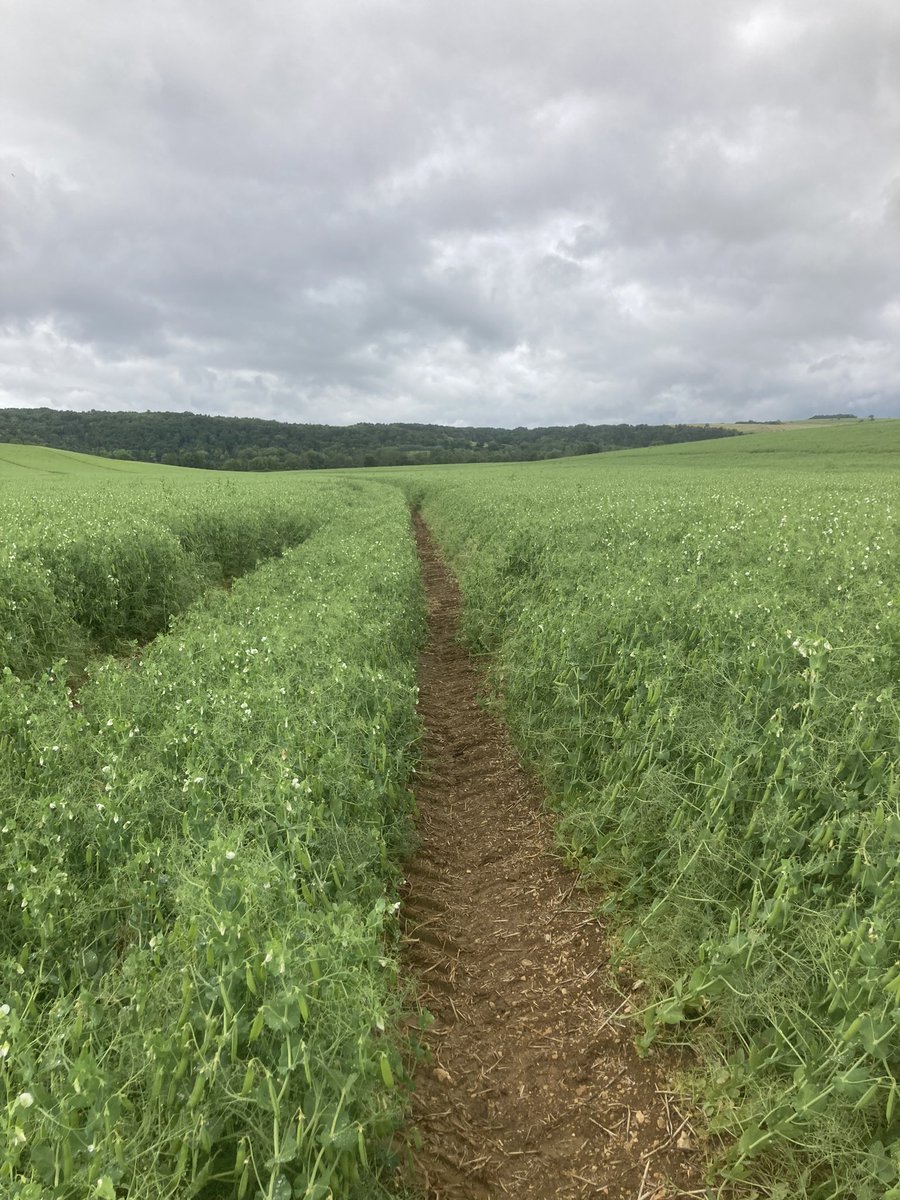OlivierCOSTE2's tweet image. Le vignoble des @vinsdechablis n’est pas le seul concerné cette année par l’attaque de #Mildiou.
Un beau feutrage est entrain de se créer et depuis quelques jours,dans les pois 🫛 de printemps pour le #PlanProteines. 
@FopProducteurs 
@terresinovia 
@laurentjung54 
@AgathePenant