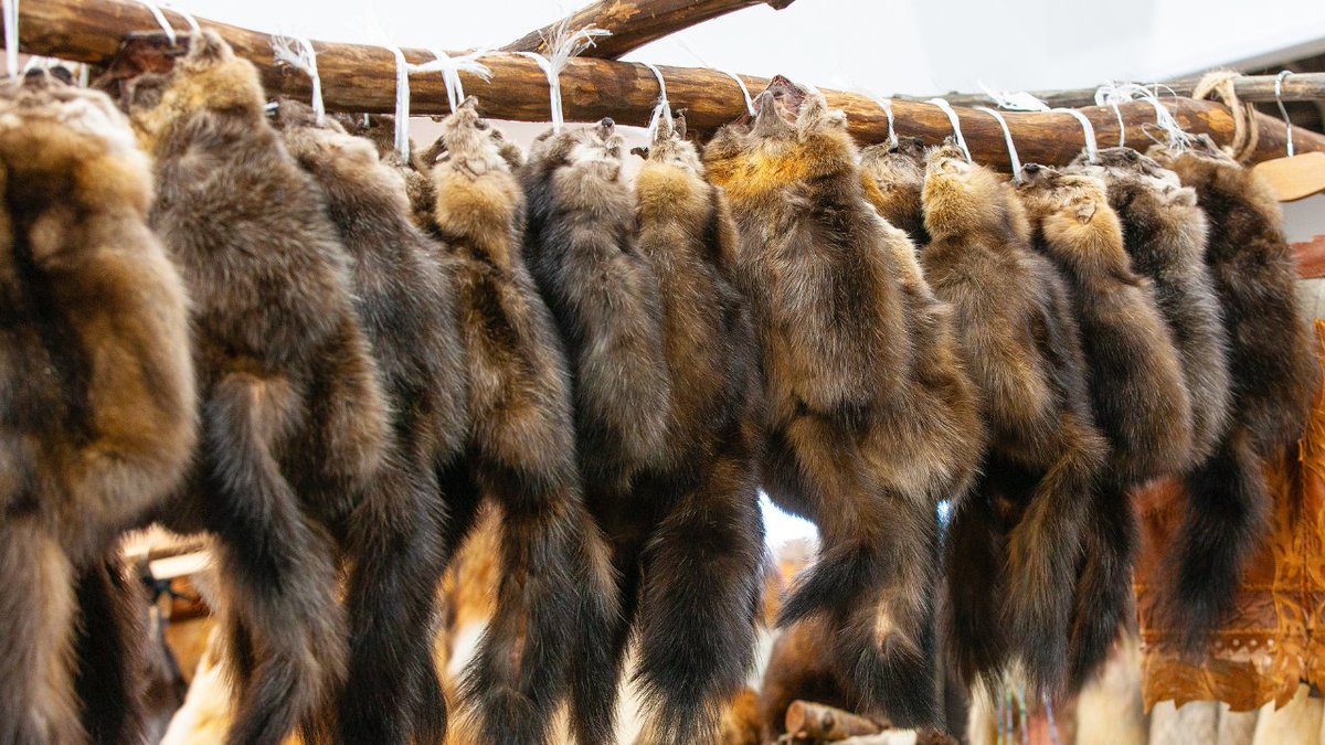FBB_Officiel's tweet photo. #ParisFasionWeek
La Paris Fashion Week "Haute Couture" débute aujourd'hui... N'oublions pas que les premières victimes de la mode sont les animaux !
🧥 Dans l’industrie du luxe ou de la mode “Haute Couture” sont parfois utilisés des matières issues d’animaux morts, comme la fourrure de lapin ou de chinchillas, la peau de crocodile ou de serpent…