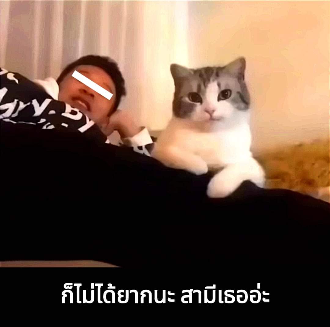 บางครั้งเมียน้อยก็มาในรูปแบบแมว 😽