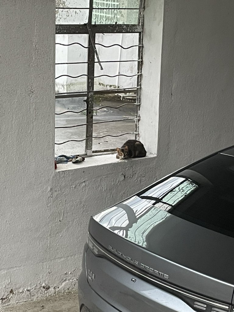 小猫咪你要捕捉我迈