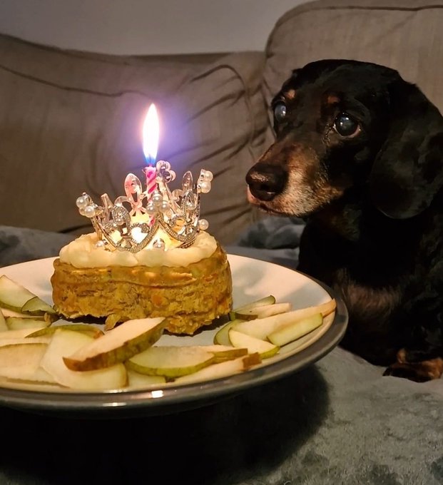 My baby was 12 yesterday 🥰 my little partner in crime 💕 big love to Freypants 💝💖 https://t.co/zejUKy