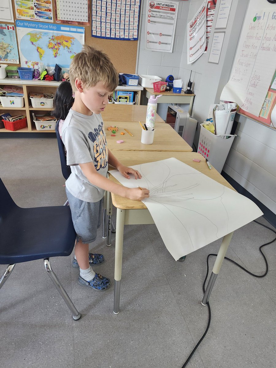 Directed drawing of an orchid so we can label the parts of a flower. Can't wait to show you the final result. <a href="/GlenwoodGriffin/">Glenwood Griffins</a> <a href="/ibpyp/">IB PYP</a>