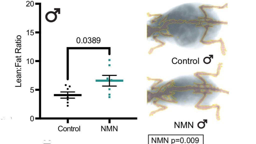 David Sinclair (@davidasinclair) on Twitter photo Our latest preprint: Long-term NMN Treatment Increases Lifespan & Healthspan in Mice in a Sex-Dependent Manner <a href="/Cell_Metabolism/">Cell Metabolism</a> @Alice_E_Kane <a href="/LifespanIO/">LifespanIO</a> tinyurl.com/2s4cp2xf Our latest preprint: Long-term NMN Treatment Increases Lifespan & Healthspan in Mice in a Sex-Dependent Manner <a href="/Cell_Metabolism/">Cell Metabolism</a> @Alice_E_Kane <a href="/LifespanIO/">LifespanIO</a> tinyurl.com/2s4cp2xf