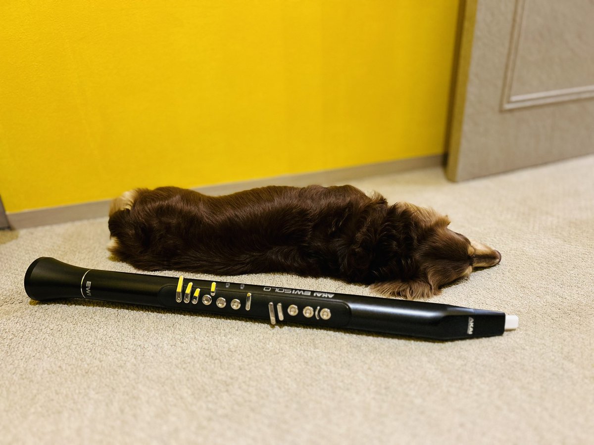 irohanatsumeta's tweet image. おやすみなさい🐶
 #EWI