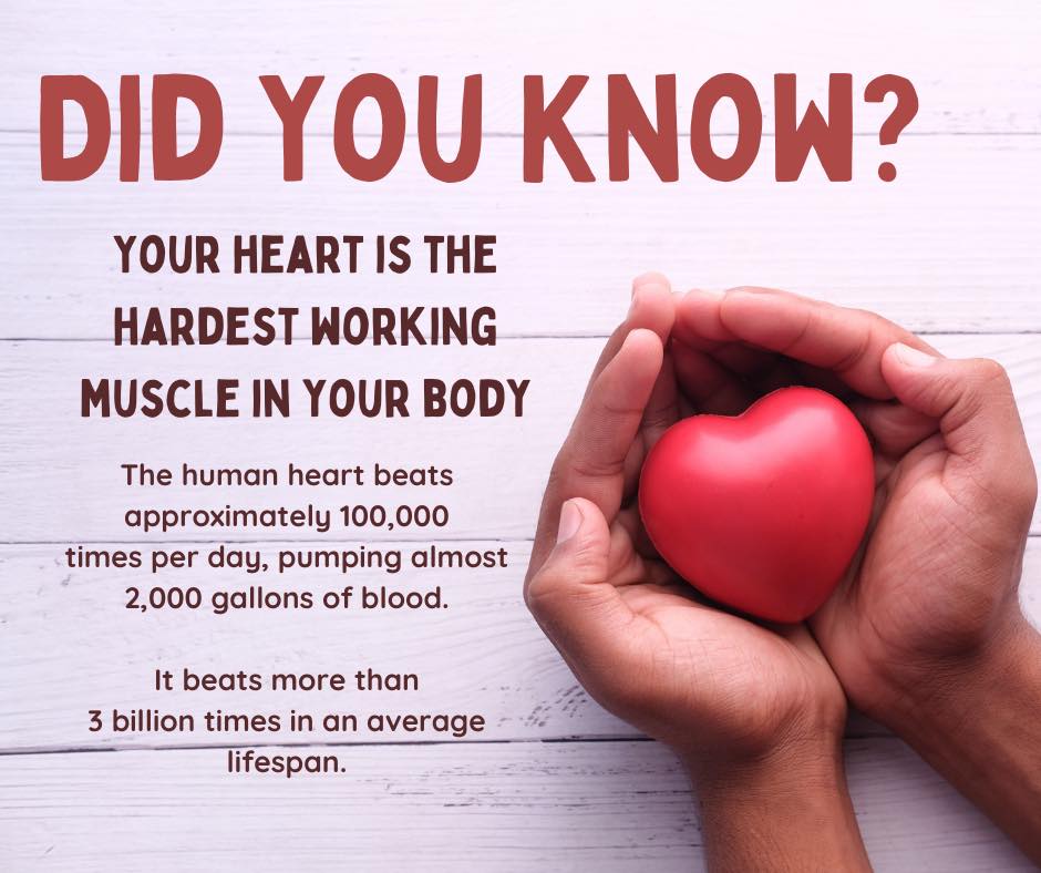 Your heart is the hardest-working muscle in your body. Like any other muscle, the heart needs to be exercised and strengthened, given proper nutrition and rest, and protected from toxins. A healthy cardiovascular system is essential for people of all ages.