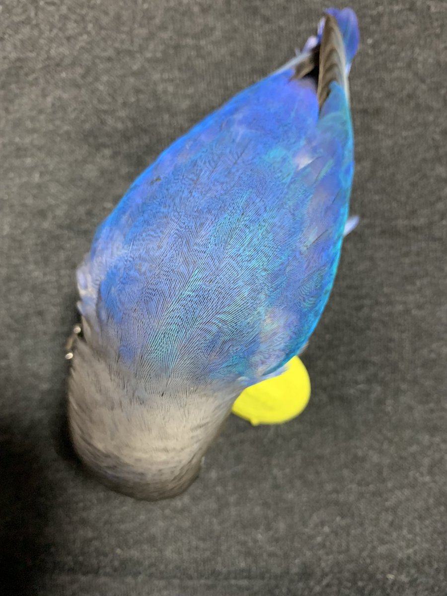 ぽんず@ボタンインコ tweet media