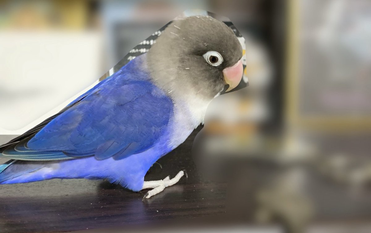 ぽんず@ボタンインコ tweet media