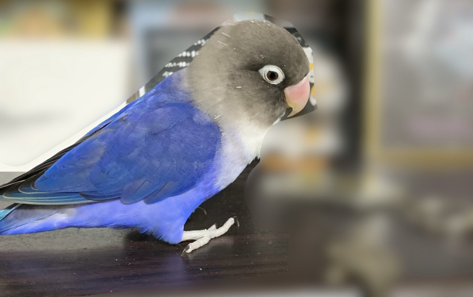 愛用していたインコです 手に乗って頭を押し付けてくるしおり。 ・ #bird #鳥 #小鳥