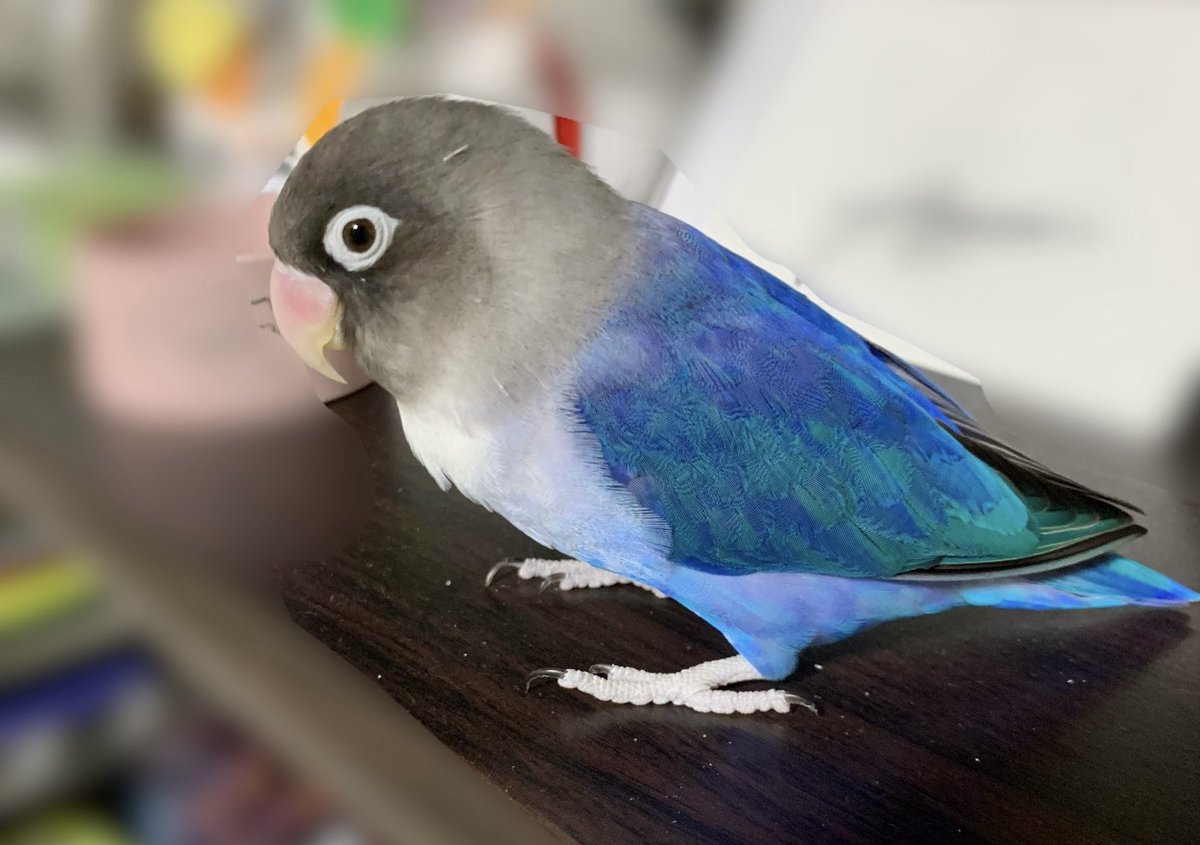 ぽんず@ボタンインコ tweet media