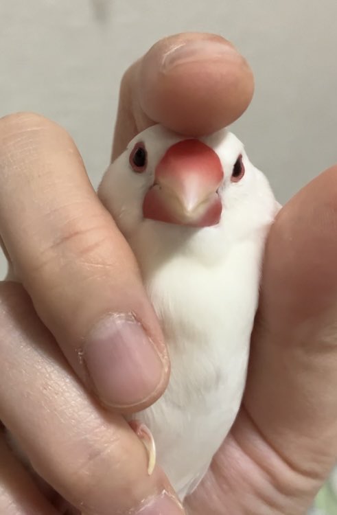 chimata69's tweet photo. 「なんて可愛い文鳥なんだろう…今直ぐ握りたい」と思ったら直ぐに握れる所に文鳥がいます！！！！！可愛い！！！！！！！ https://t.co/SqWQmi4Qm2