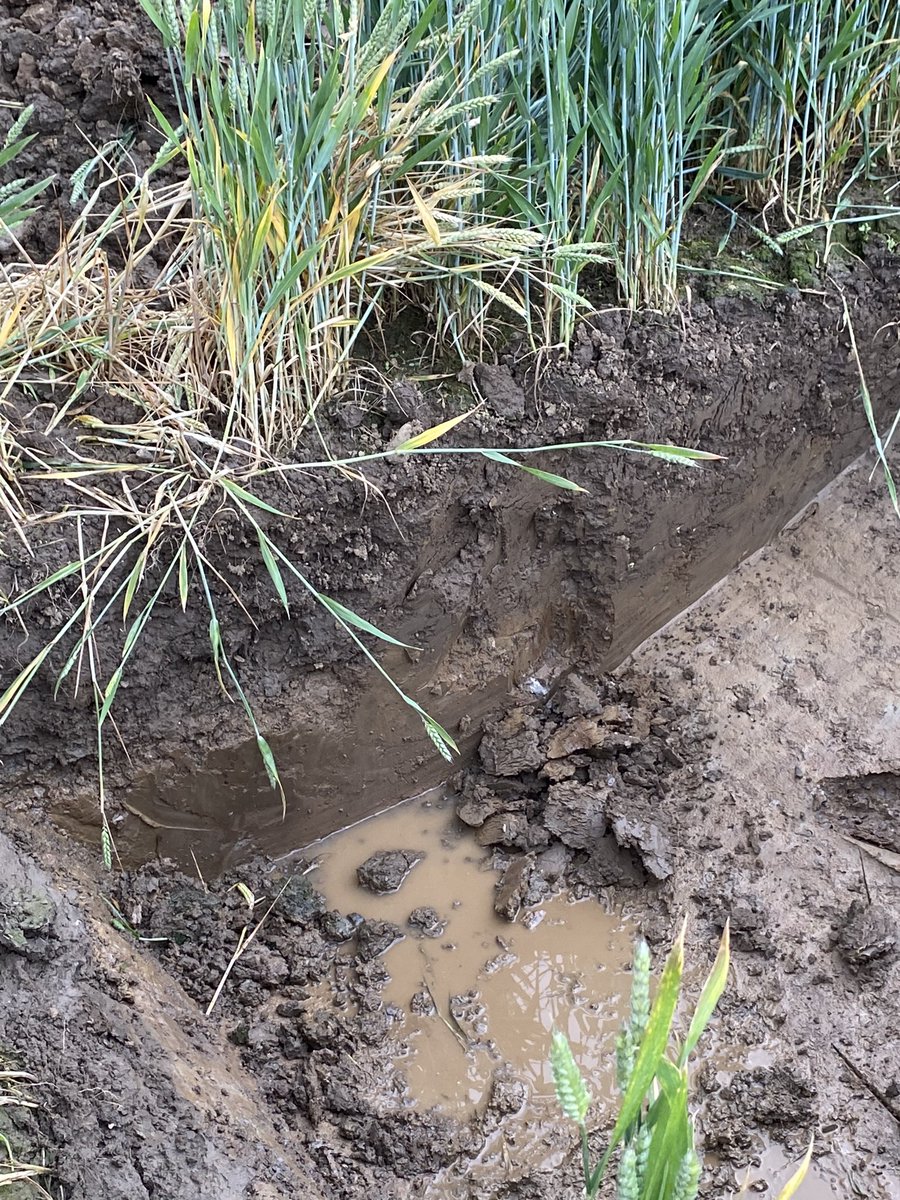 ED&F Man Agronomy (@edfman_agronomy) on Twitter photo Sage words from <a href="/RBoldan/">Richard Boldan</a> <a href="/AivaFertiliser/">Aiva Fertiliser</a> <a href="/EdaphosAgronomy/">Edaphos Agronomy</a> at the <a href="/AHDB_Cereals/">AHDB Cereals</a> <a href="/Izzyeames1/">Izzy Eames</a> <a href="/gwilks2/">Graham Wilkinson</a> with <a href="/CharltonJohn/">John Charlton</a> <a href="/AgriiUK/">Agrii</a> . Thanks to Joe Dugdale and Crathorne Estates #soilbiology #cropnutrition #soilhealth Sage words from <a href="/RBoldan/">Richard Boldan</a> <a href="/AivaFertiliser/">Aiva Fertiliser</a> <a href="/EdaphosAgronomy/">Edaphos Agronomy</a> at the <a href="/AHDB_Cereals/">AHDB Cereals</a> <a href="/Izzyeames1/">Izzy Eames</a> <a href="/gwilks2/">Graham Wilkinson</a> with <a href="/CharltonJohn/">John Charlton</a> <a href="/AgriiUK/">Agrii</a> . Thanks to Joe Dugdale and Crathorne Estates #soilbiology #cropnutrition #soilhealth