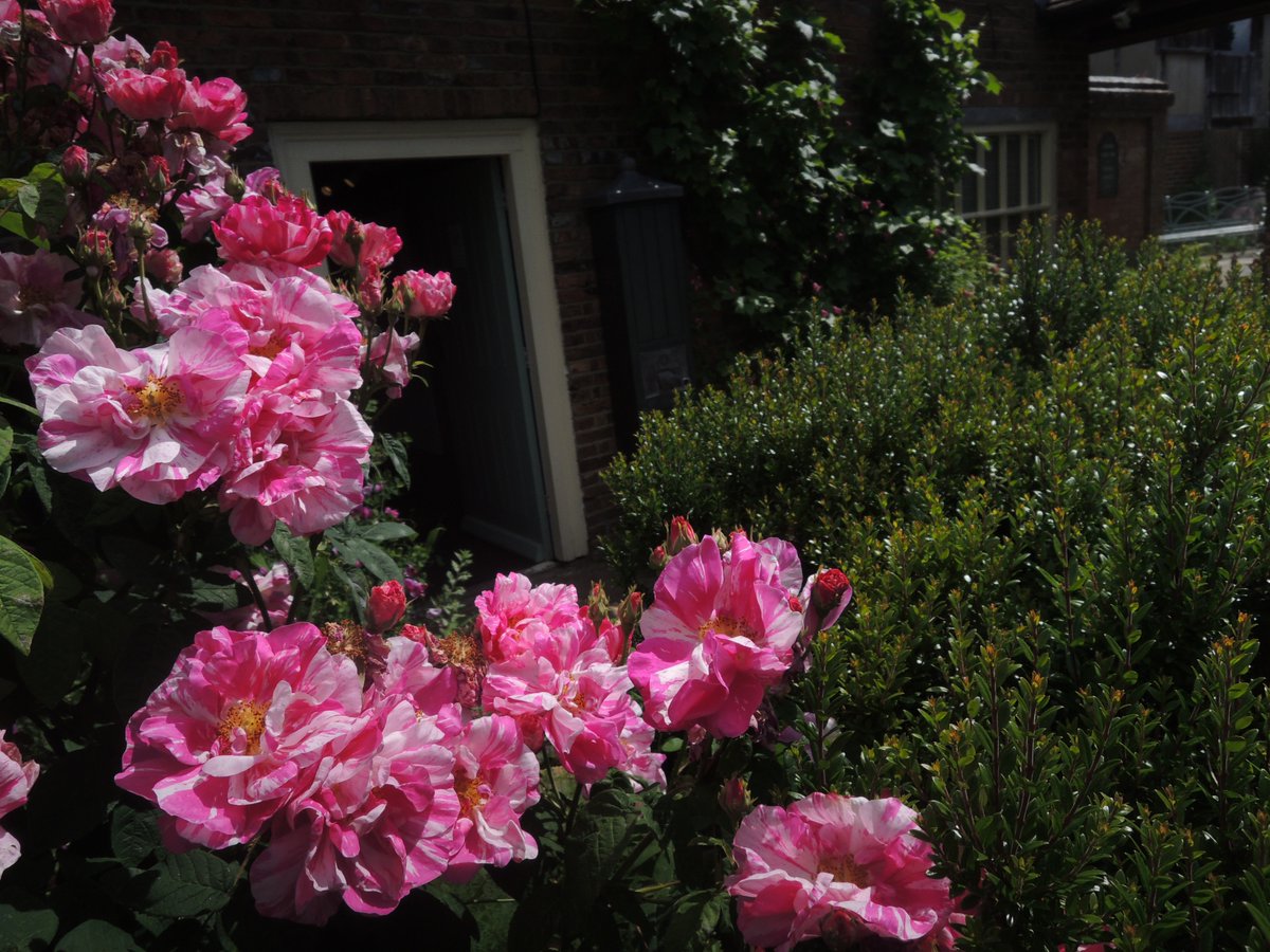 HorshamMuseum's tweet photo. It's #RoseAwarenessWeek! 🤗 Here at the Museum our volunteer gardeners are very aware of roses! Our garden is full of different varieties, so we're happy to celebrate the beauty and versatility of this popular plant. Our garden is open Tuesday-Saturday, 10am-4pm. #HorshamMuseum https://t.co/wyidH88crf