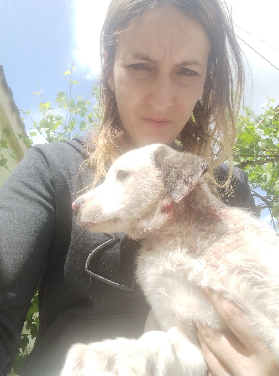 EMERGENCY RESCUE - HELP FOR BEAUTIFUL 2-3 MONTHS OLD PUPPY GIRL BITE BY FACE 😭🙏🙏🙏🙏🙏🆘🆘🆘🆘🆘🆘
PayPal.me/ApatiAndreea
Bank account: RO53INGB0000999905174713
SWIFT code: INGBROBU
Revolut: RO75 BREL 0005 5311 6163 0100
Thank You ♥️