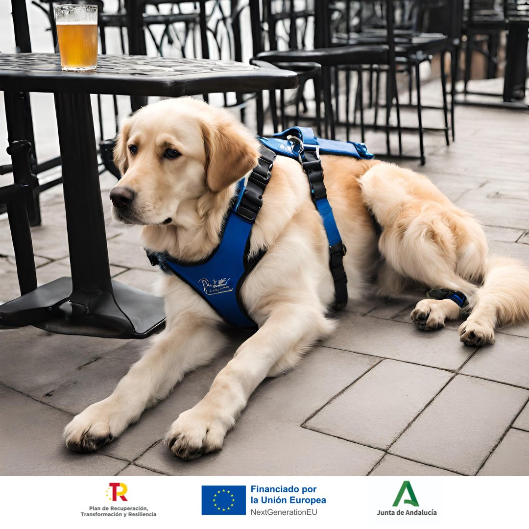 🦮 ¡Hola! ¿Todavía no sabes que como #PerrodeAsistencia puedo estar junto a mi acompañante en cualquier tipo de bar, cafetería o restaurante, ya sea en interior o exterior? Si no me dejas acceder estarás incumpliendo la ley. 

Puedes leer más aquí 👉 andaluciaperrosdeasistencia.com