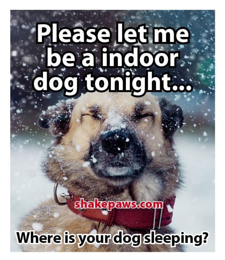 Where does your dog sleep at night?