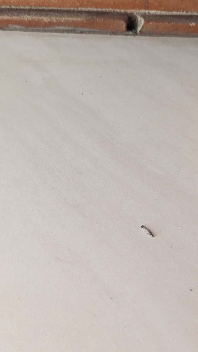 kooolanz's tweet image. വീട്ടിന് ചുറ്റും അടുത്ത് അടുത്ത് മരങ്ങൾ ഉണ്ട്...അതിൽ നിന്നാണോ എന്തോ?
ഇതിങ്ങനെ മതിലിൽ പറ്റി പിടിച്ച് ഇരിക്കും, എന്തായിരിക്കും?
ആർക്കെങ്കിലും അറിയുമോ?
Any idea what this is?

#AskingForHelp