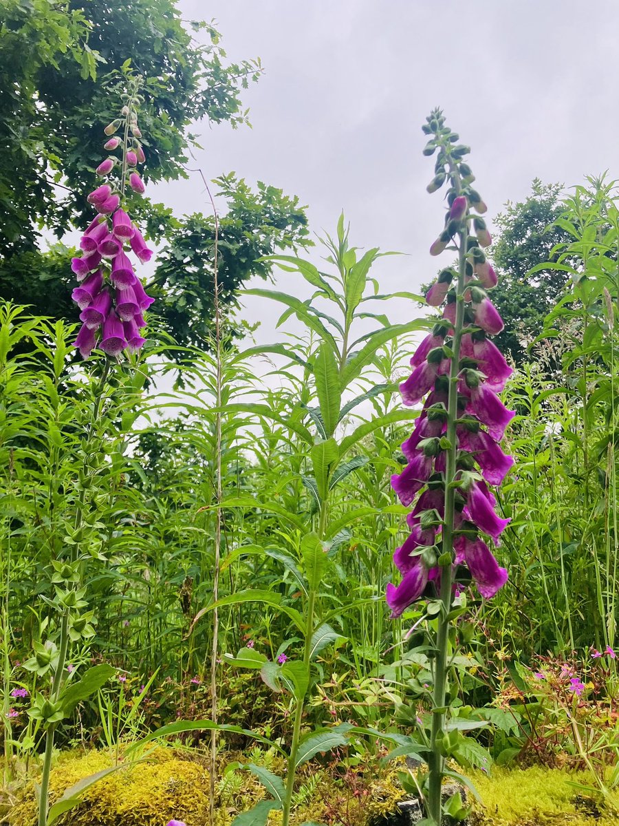 CharKellyOT's tweet photo. Our #greenwalk group today with service users from North Ward 🌳 🌺 @PennineCareNHS #occupationaltherapy #GreenerAHP https://t.co/GEmA8KDgnP