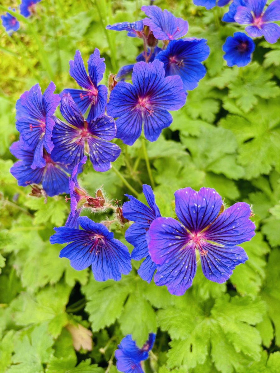 CharKellyOT's tweet photo. Our #greenwalk group today with service users from North Ward 🌳 🌺 @PennineCareNHS #occupationaltherapy #GreenerAHP https://t.co/GEmA8KDgnP