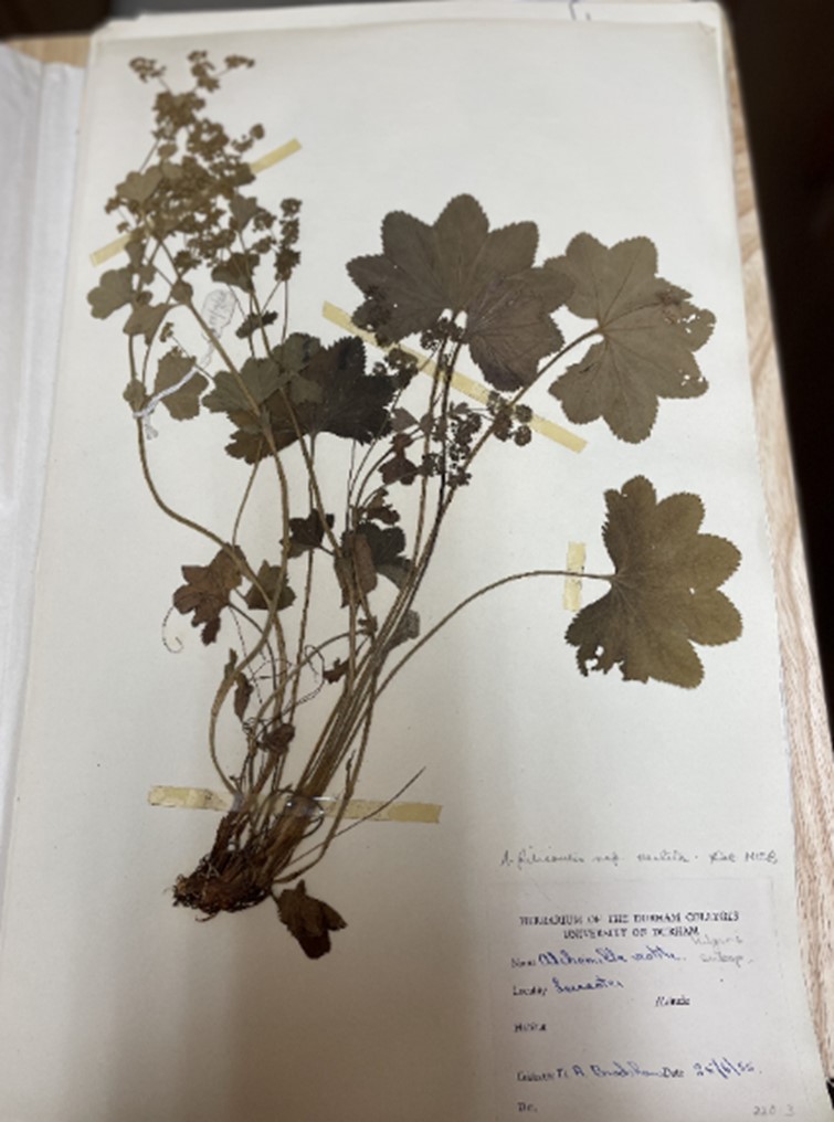 NatSCA (@nat_sca) on Twitter photo Inspiring new blog out today all about reawakening the herbarium <a href="/DU_Collections/">Durham University Collections (no longer on X)</a> natsca.blog/2024/06/20/tak… Inspiring new blog out today all about reawakening the herbarium <a href="/DU_Collections/">Durham University Collections (no longer on X)</a> natsca.blog/2024/06/20/tak…