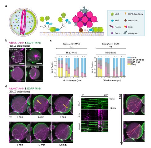 Olivier Borkowski (@o_borkowski) on Twitter photo Self-organized spatial targeting of contractile actomyosin rings for synthetic cell division from <a href="/SchwilleLab/">Schwille Lab</a>
doi.org/10.1101/2024.0… Self-organized spatial targeting of contractile actomyosin rings for synthetic cell division from <a href="/SchwilleLab/">Schwille Lab</a>
doi.org/10.1101/2024.0…