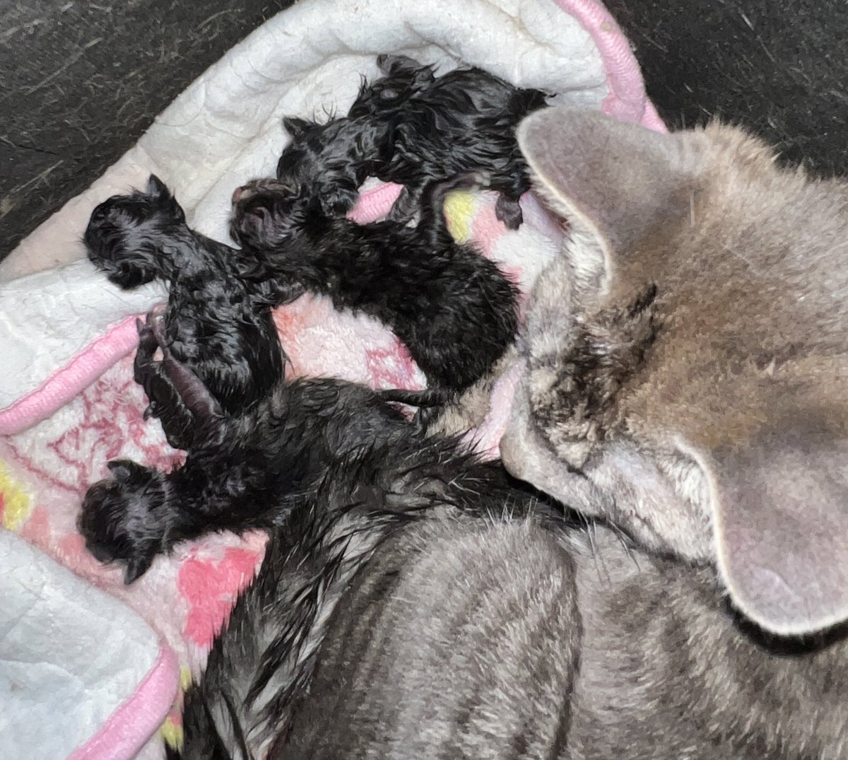 目を離した隙に4匹に…
コレで打ち止めにして…増えすぎや…