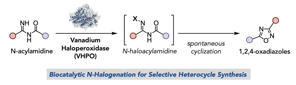 Kyle F. Biegasiewicz (@kfbchem) on Twitter photo KFB Lab Alert: Congratulations to <a href="/ManiksharmaASR/">Manik Sharma</a>, Zoe Patton, Carlie Shoemaker, and <a href="/jbacsa1/">John Bacsa</a> on completing our first work on biocatalytic nitrogen-halogen (N-X) bond formation (now on <a href="/ChemRxiv/">ChemRxiv</a>)! Lots more to come in this area soon!
chemrxiv.org/engage/chemrxi⦠KFB Lab Alert: Congratulations to <a href="/ManiksharmaASR/">Manik Sharma</a>, Zoe Patton, Carlie Shoemaker, and <a href="/jbacsa1/">John Bacsa</a> on completing our first work on biocatalytic nitrogen-halogen (N-X) bond formation (now on <a href="/ChemRxiv/">ChemRxiv</a>)! Lots more to come in this area soon!
chemrxiv.org/engage/chemrxiā¦