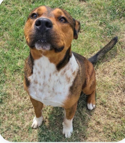 OlwynHope's tweet photo. ROCKY #A341992 ROCKY was returned to his owner but where is owner now? Rocky is a loving dog likes the staff &amp; shelter dogs his super cool , adorable loves life and wants a new home ASAP Plz #PLEDGE #RESCUE #FOSTER or #ADOPT before his 💉#CorpusChristi Tx 6/24! we all ❤️U ROCKY https://t.co/5zqrdaRiVo