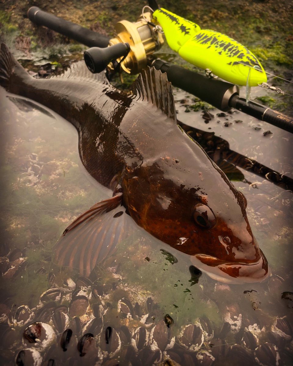 MiuAngler's tweet photo. ルアーってのは飾り物じゃねぇんだよ
使って魚釣ってなんぼだろ
#deps
#drt
#SIDEWINDER
#TheDOMDRIVERSPECIALEDITION
#KLASH9 https://t.co/5vXARrzOTd
