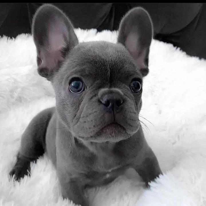 Frenchie bulldog tweet media