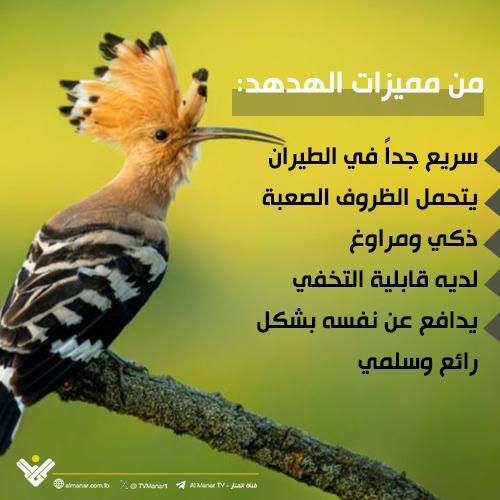#الهدهد
#الاعلام_الحربي
#حزب_الله
#المقاومة_الاسلامية
almanar.com.lb