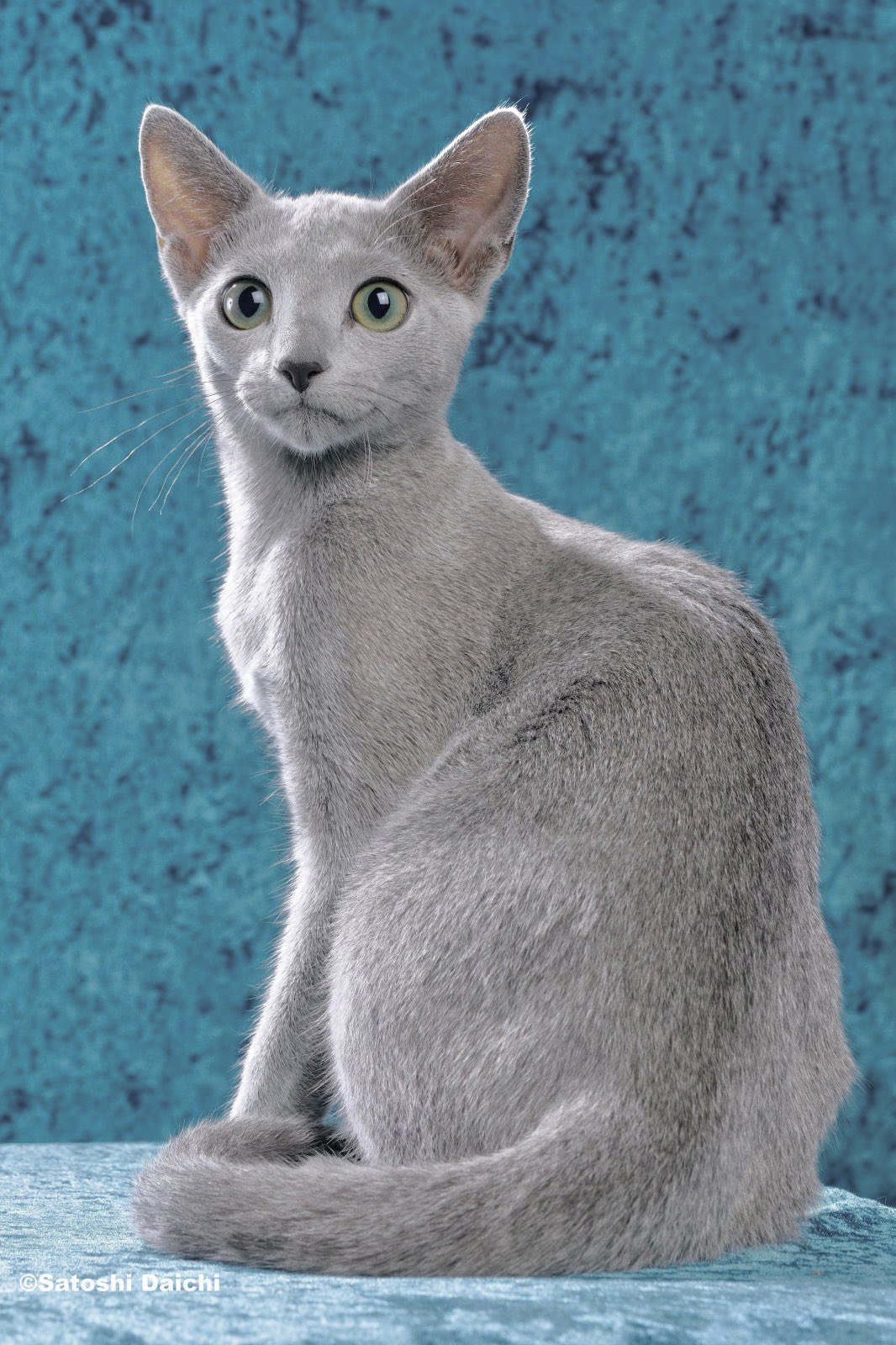 Umechante_cattery (@umechante_rb) / X Umechante_cattery (@umechante_rb) / X