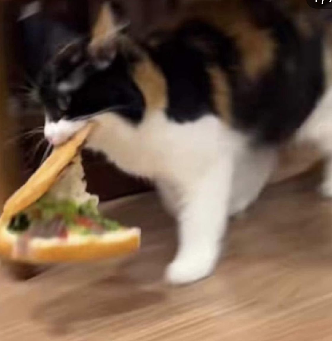 weirdlilguys's tweet image. the perfect series of photos doesn’t exist-